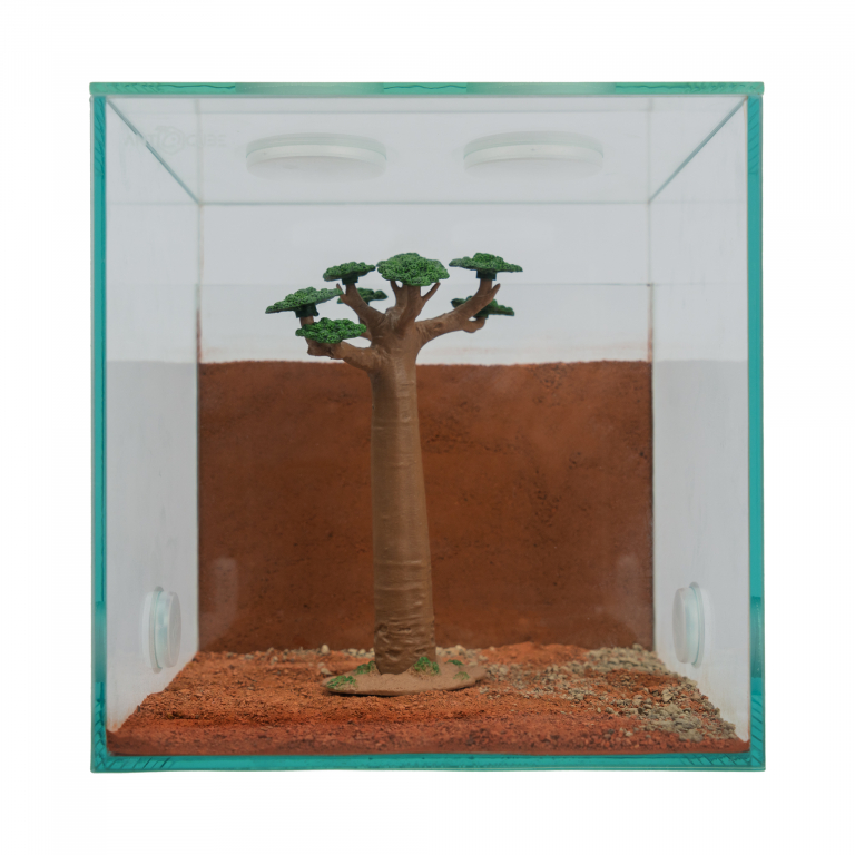 Decorative baobab slim